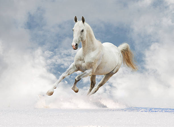 istock white akhal-teke horse in snow 466123720