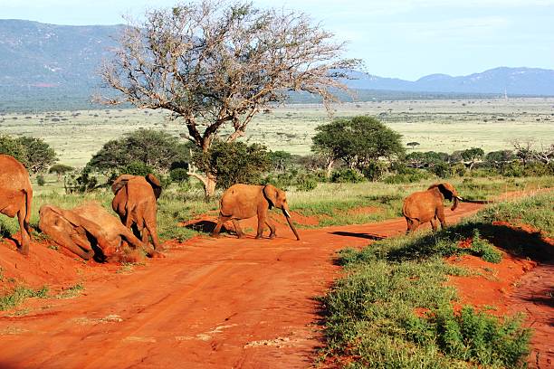 Red elephant herd in Tsavo West Kenya Red elephant herd in Tsavo West Kenya tsavo east national park stock pictures, royalty-free photos & images