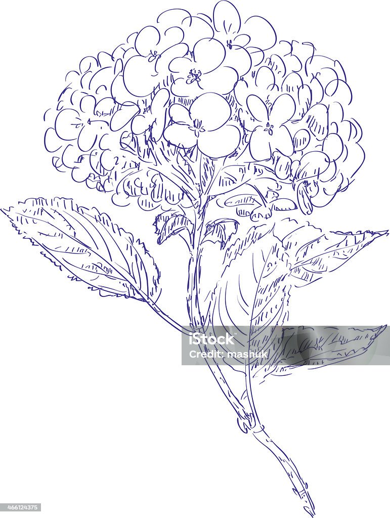 Hydrangea Hydrangea stock vector