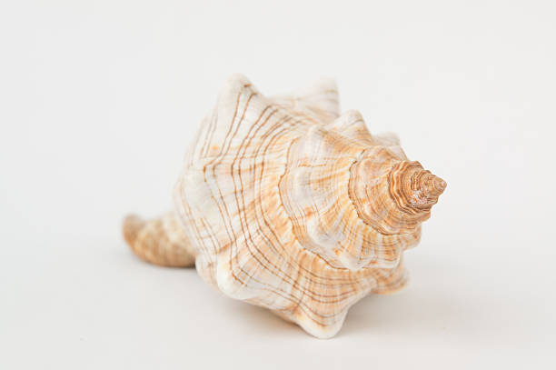 istock Big spiral sea shell closeup 466124824