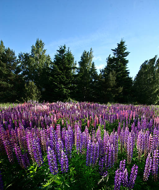 istock Lupinus, commonly known as lupin or lupine  and blue sky 466124854