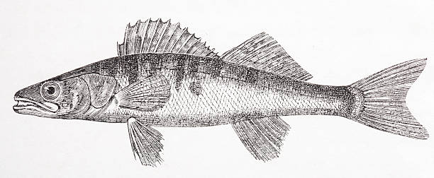 zander старые гравировка - predatory fish stock illustrations