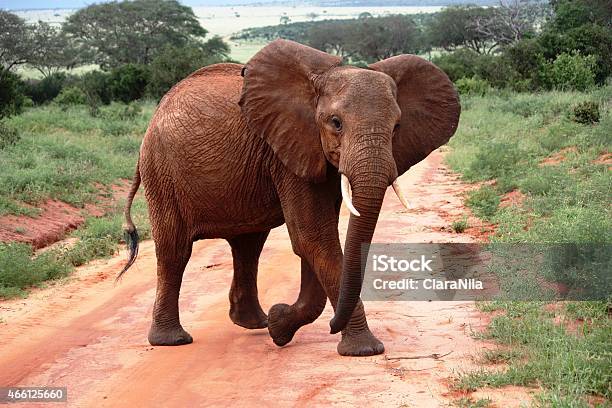 Rosso Elefante In Kenya Di Tsavo Ovest - Fotografie stock e altre immagini di 2015 - 2015, Acqua, Africa