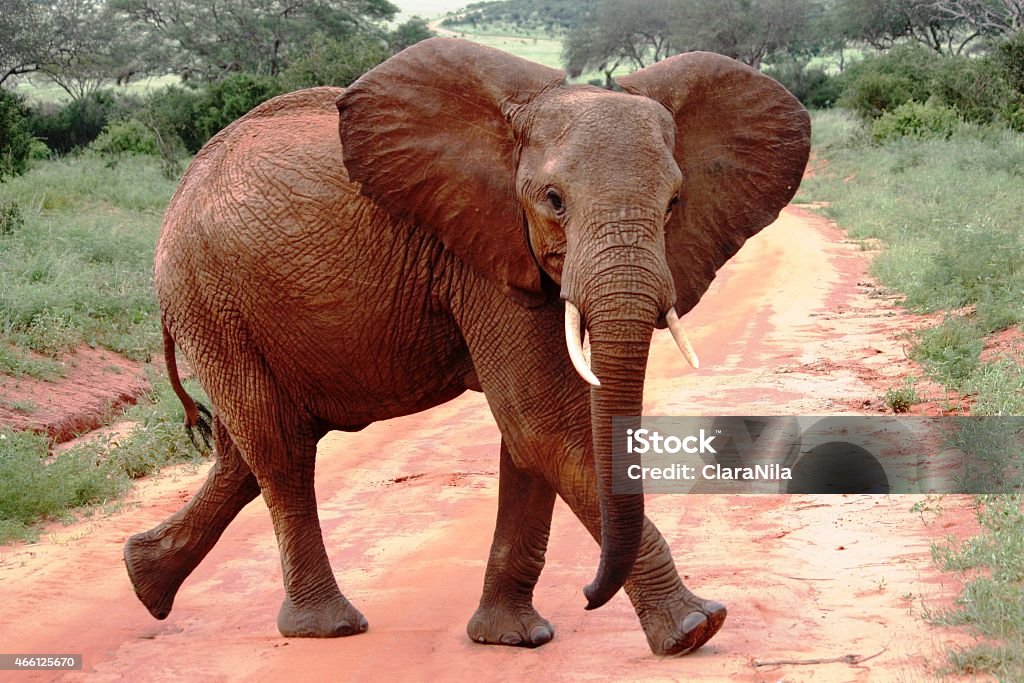 Rosso elefante in Kenya di Tsavo Ovest - Foto stock royalty-free di 2015