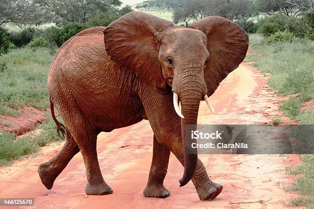 Rosso Elefante In Kenya Di Tsavo Ovest - Fotografie stock e altre immagini di 2015 - 2015, Acqua, Africa