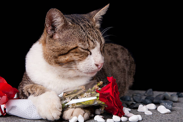 istock Cat holding red Rose with black background 466127913