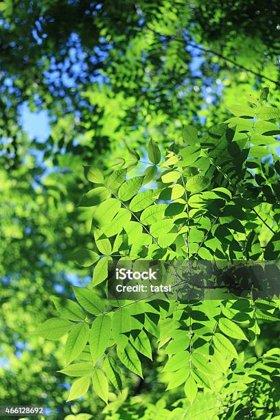 Fresh Green Leaves On Sunny Summer Day Stock Photo - Download Image Now - 2015, Back Lit, Beauty In Nature