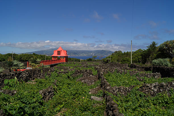 View post of the wine museum View post over the vineyard in Madelena Pico madalena stock pictures, royalty-free photos & images