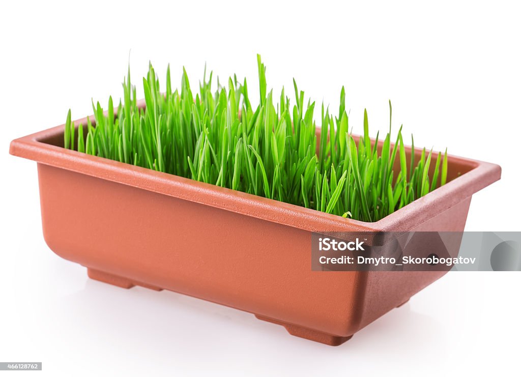 grass pot grass pot Isolated on white background 2015 Stock Photo