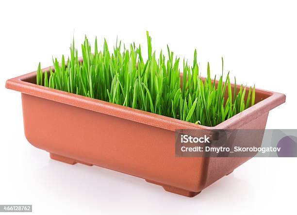 Grass Pot Stock Photo - Download Image Now - 2015, Agriculture, Botany