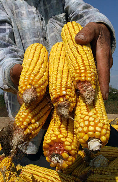 istock Corn cob in the hands of farmers 466128971