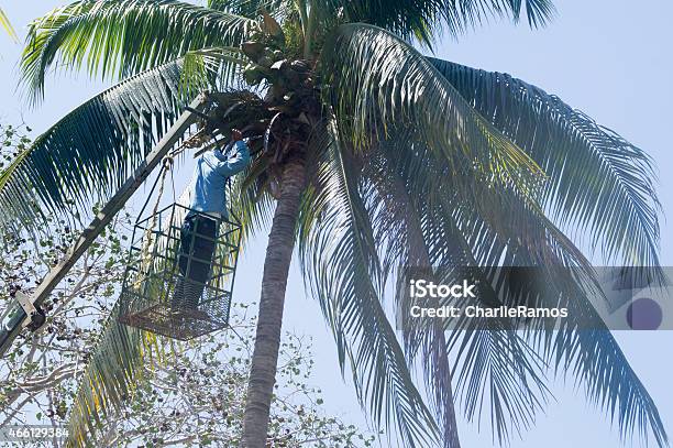 Group Of Gardeners Pruning Coconut Palm Trees At Huatulco México Stock Photo - Download Image Now