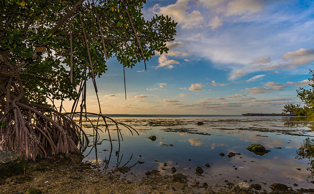 istock Mangroves drip into water off Key Largo, Florida near sunset. 466131218