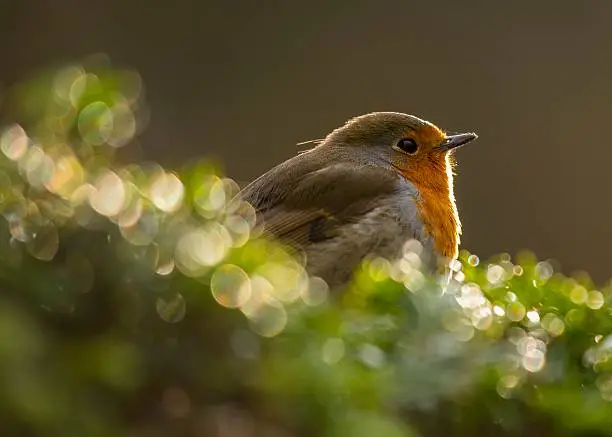 Photo of Robin Red Breast (Erithacus rubecula)