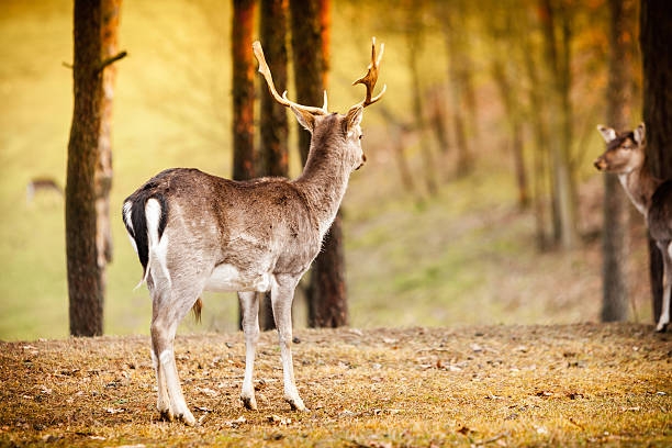 istock Herd of deer in the wild 466132162