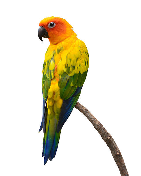 Are Jenday Conures And Sun Conures the Same? Uncover the Truth