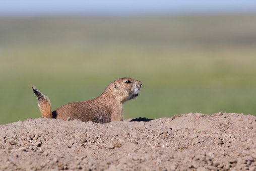 A prairie dog checking out its surroundings