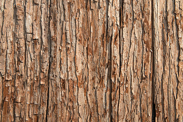 Photo of Close-up of brown tree bark texture