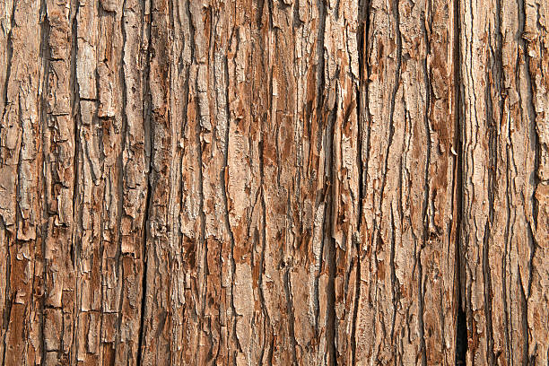 Close-up of brown tree bark texture stock photo