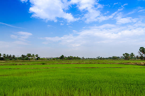istock Landscape view of rice field 466135062