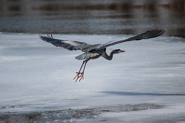 istock Great Blue Heron Searching For Food 466135320