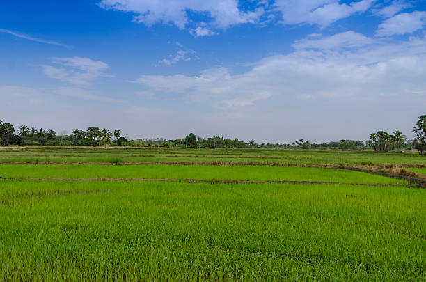 istock Landscape view of rice field blue sky and cloud 466135362