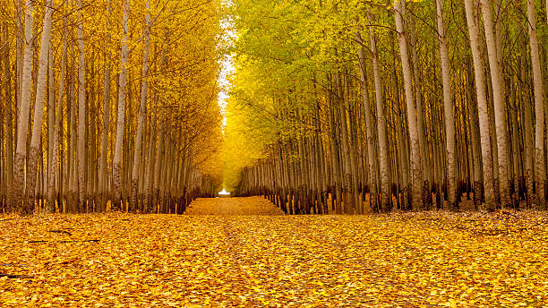 istock Country road leads through an autumn forest 466135636