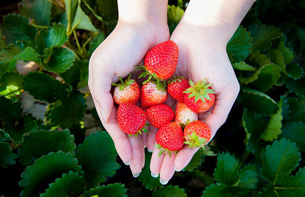 istock Strawberry on woman hand 466136528