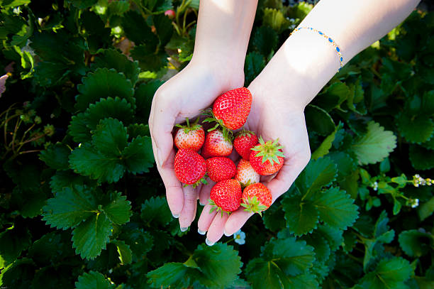 istock Strawberry on woman hand 466136532