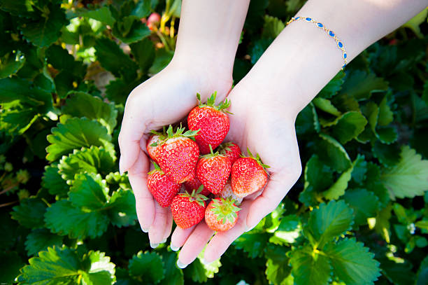 istock Strawberry on woman hand 466136536