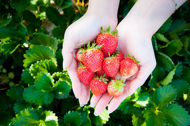 istock Strawberry on woman hand 466136544