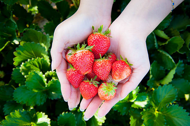 istock Strawberry on woman hand 466136546