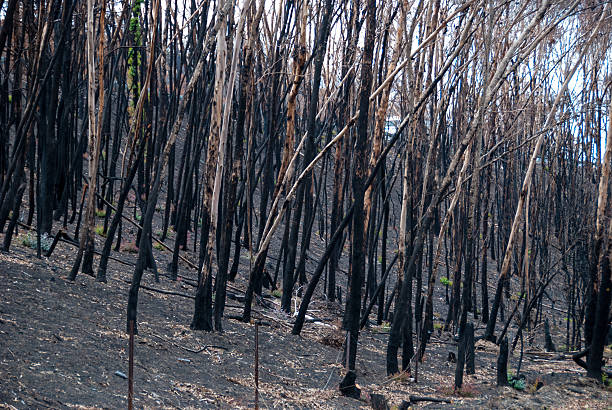 istock Melbourne bushfires australia 2009 Black Saturday 466137210