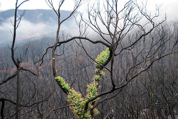 istock Melbourne bushfires australia 2009 Black Saturday 466137358