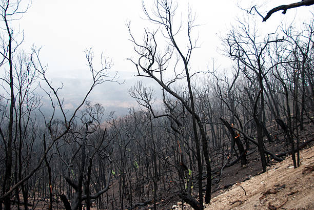 istock Melbourne bushfires australia 2009 Black Saturday 466137372