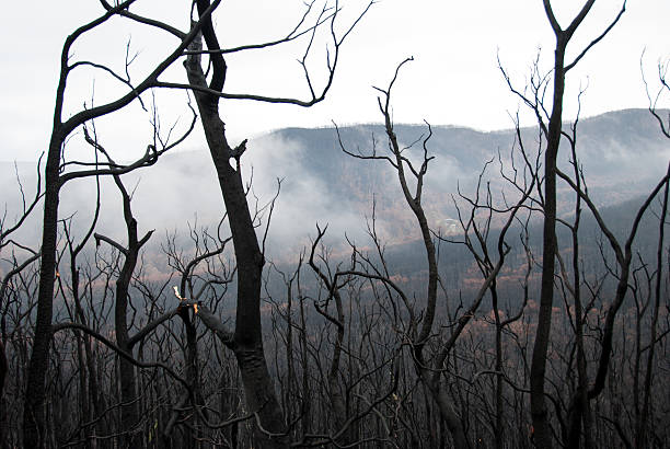 Melbourne bushfires australia 2009 Black Saturday