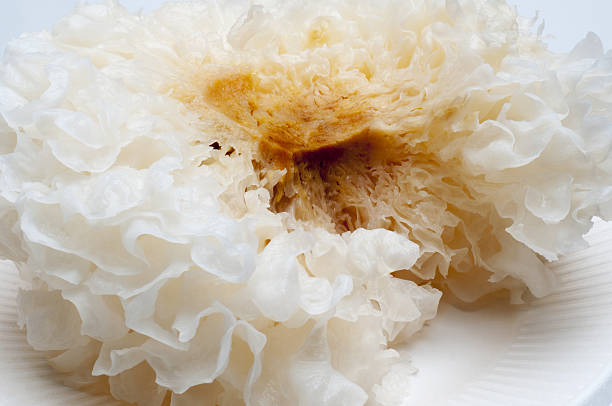 white fungus stock photo