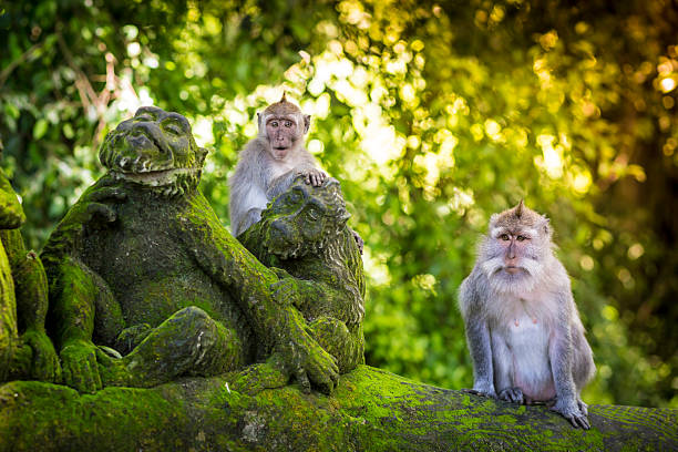 singes à monkey forest - bali photos et images de collection