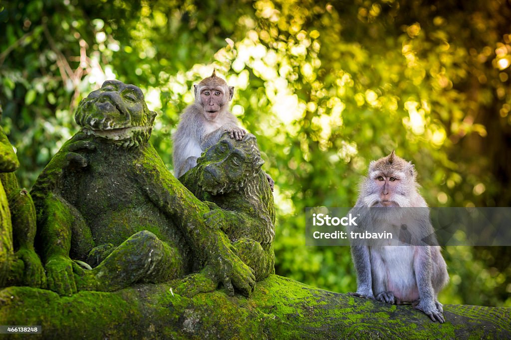 Monkey at Monkey Forest Monkey at Sacred Monkey Forest, Ubud, Bali, IndonesiaMonkey at Sacred Monkey Forest, Ubud, Bali, Indonesia Bali Stock Photo