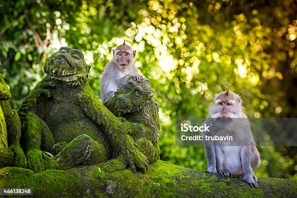 Monkey At Monkey Forest Stock Photo - Download Image Now - Bali, Ubud, Forest