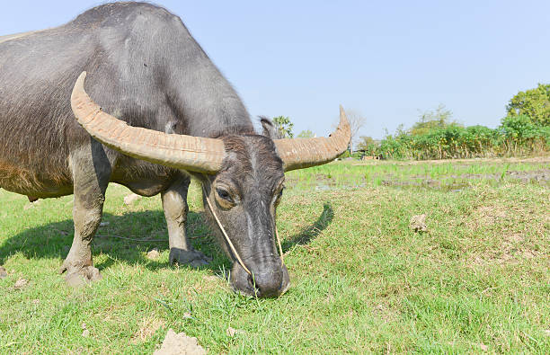 istock Thai buffalo eating grass in filed 466140044