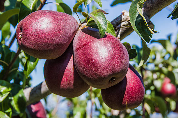 Group of red pears in an orchard Group of red pears on the tree in a pear orchard bartlett pear stock pictures, royalty-free photos & images