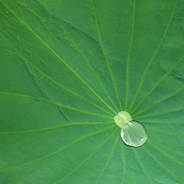 Colocasia esculenta Water drop on Colocasia esculenta cerne abbas giant stock pictures, royalty-free photos & images