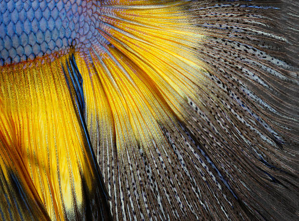 istock Texture of tail siamese fighting fish, Betta Splendens 466140506