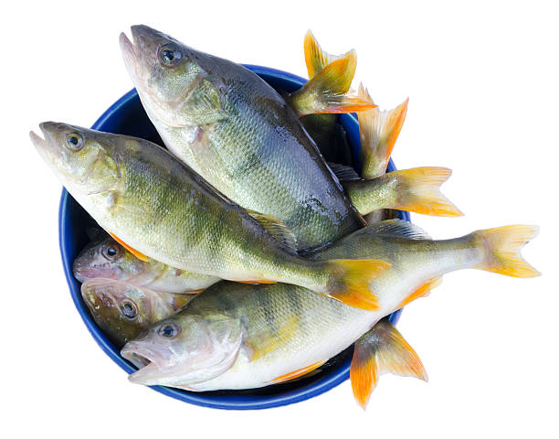 Perch fishes in a bowl