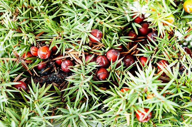 juniper, Juniperus oxycedrus red juniper branch with berries, Juniperus oxycedrus juniperus oxycedrus stock pictures, royalty-free photos & images