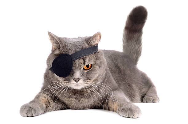 One-eyed cat Gray british cat in pirate costume with eye patch on white background one eyed stock pictures, royalty-free photos & images