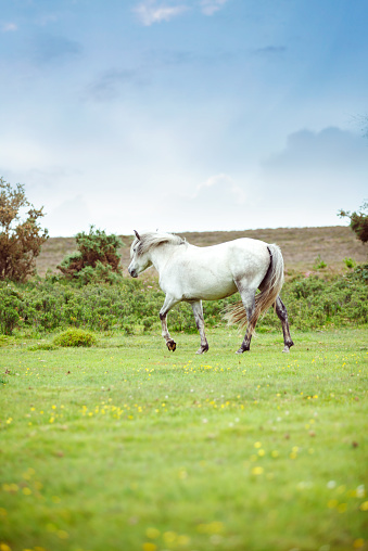 Wild horse. New Forest National Park, England