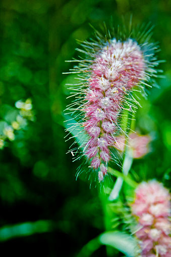 African fountain grass, Tender fountain grass, Fountain grass, Purple fountain grass, Pennisetum setaceum