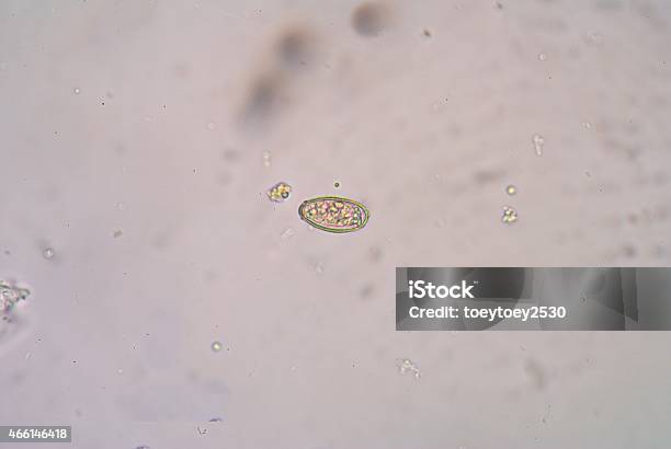 Opisthorchis Viverrini Foto de stock y más banco de imágenes de 2015 - 2015, Animal, Anélido